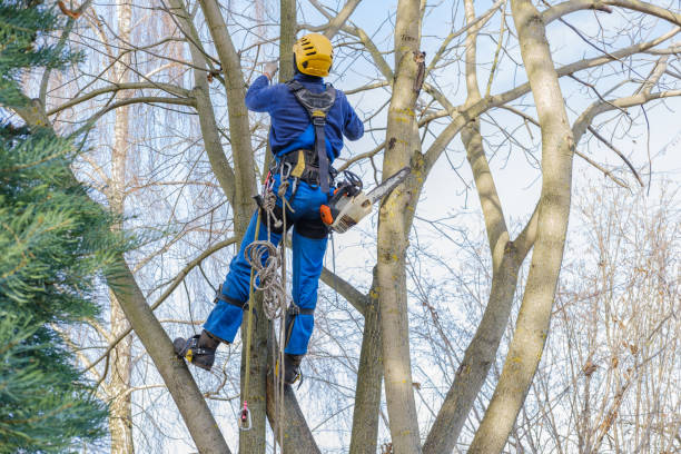 How Our Tree Care Process Works  in  Bellmawr, NJ